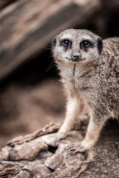 Suricate par Design Wall Arts