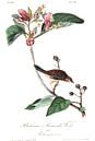 Kiefer-Girlande von Birds of America Miniaturansicht