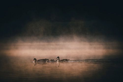Des oies dans la lumière du matin