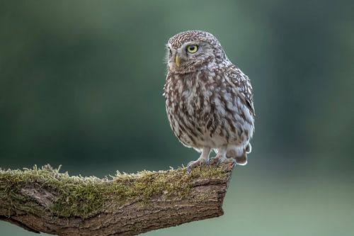 Little Owl, Athens Noctua