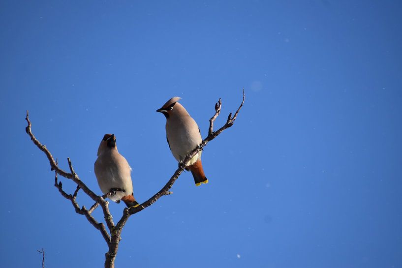 Cedar waxwings in winter by Claude Laprise