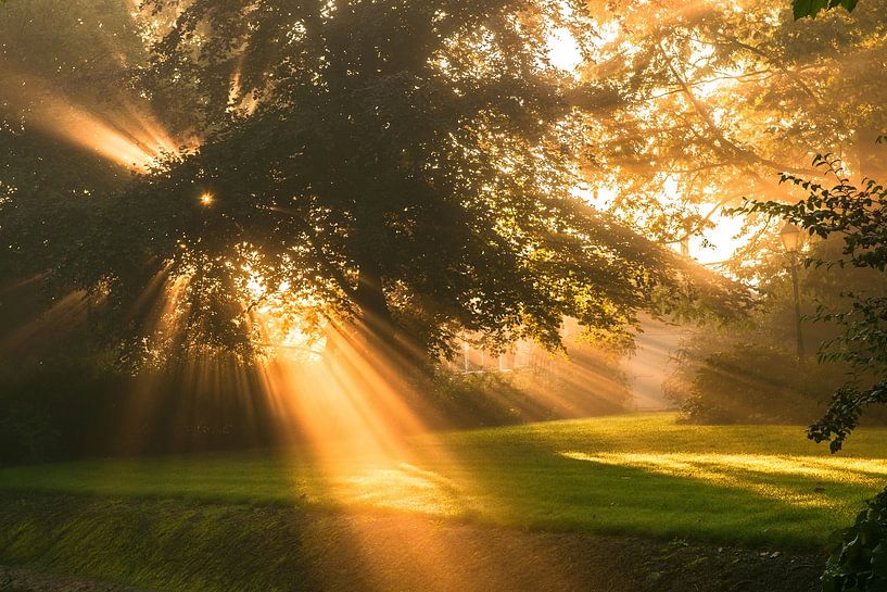 Sunbeams by Marc Hollenberg