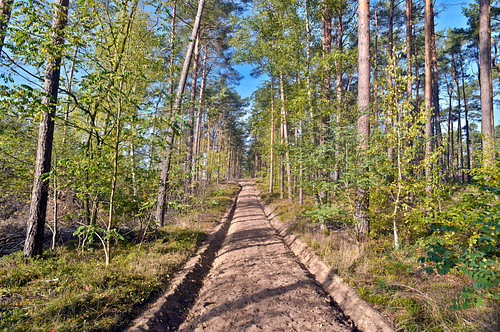 Autumnal poetry in a sunny pine forest