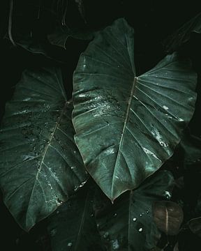 Oerwoud planten van dichtbij  | Colombia van Felix Van Leusden