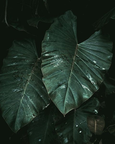 Les plantes de la jungle de près | Colombie par Felix Van Leusden