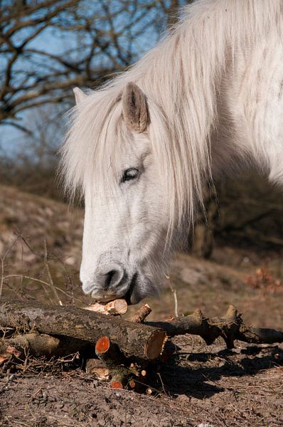 paard van ChrisWillemsen