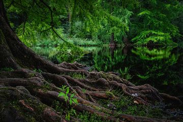 Swamp cypress van John Goossens Photography