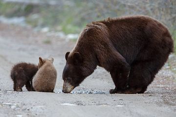 Moeder beer en twee kleintjes van Menno Schaefer