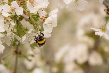 Bee / bumblebee in the fruit (cherry) orchard by Moetwil en van Dijk - Fotografie