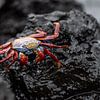 Sally Lightfoot Crab van Jack Soffers