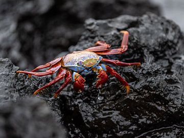 Sally Lightfoot Crab van Jack Soffers