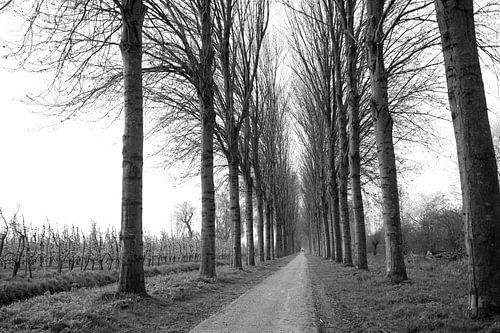 Zwart wit landschap Holland