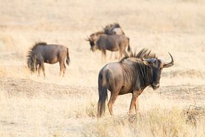 Wildebeest by Angelika Stern