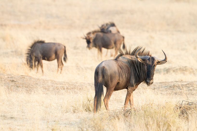 Gnus von Angelika Stern