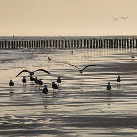 Gulls in the morning on the beach of Cadzand, Zeeland by Marjolijn van den Berg