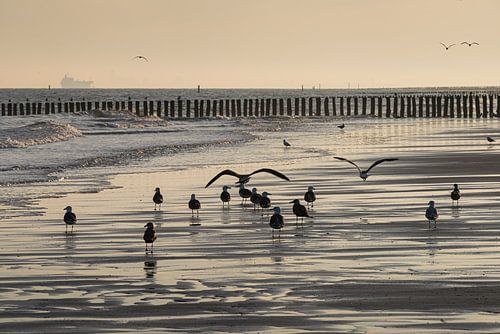Meeuwen in de ochtend op het strand van Cadzand, Zeeland