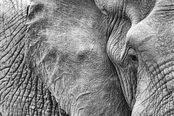 L'œil de l'éléphant sur Angelika Stern
