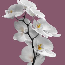 Witte orchidee van Violetta Honkisz