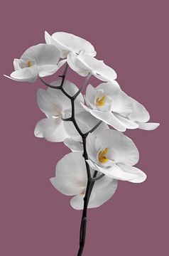 Witte orchidee van Violetta Honkisz