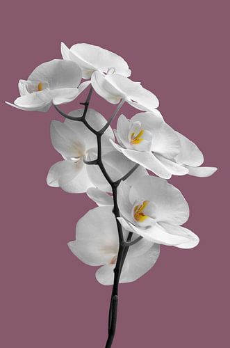 Witte orchidee