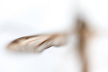 Vleugel van een insect van Nanda Bussers