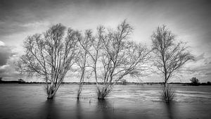 Bomen in de rivier van Mark Bolijn