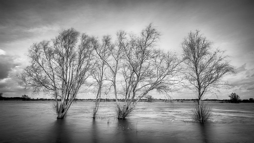 Bomen in de rivier van Mark Bolijn