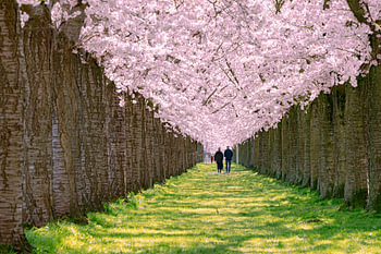 Lente gevoel bloesempracht