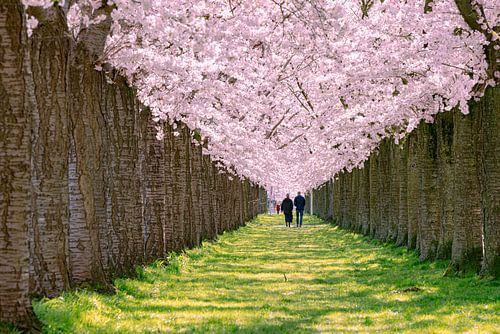 Spring feeling blossom