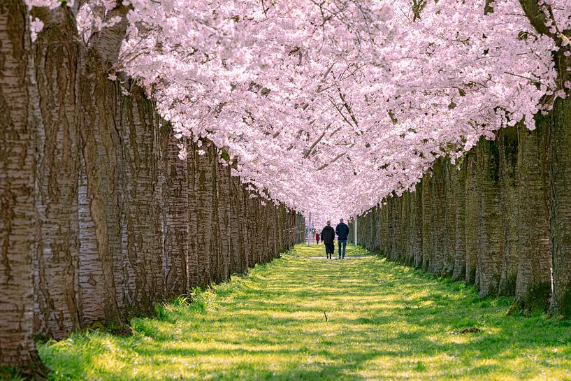 Spring feeling blossom by Alex van den Akker