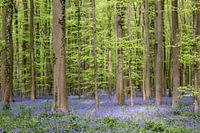 Festival de boshyacinthe dans le Hallerbos, Belgique