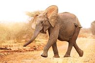 Young elephant run into the sunlight, South Africa van W. Woyke thumbnail