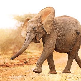 Young elephant run into the sunlight, South Africa by W. Woyke