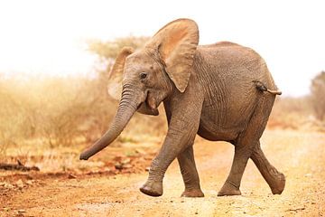 Young elephant run into the sunlight, South Africa