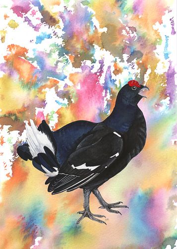 Black grouse in colourful surroundings