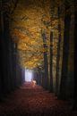 Herfst droom .Dream forest. van Saskia Dingemans Awarded Photographer thumbnail