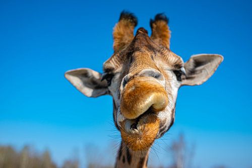 Een mooie close up van een giraffe met een strak blauwe achtergrond