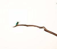Kingfisher on a branch