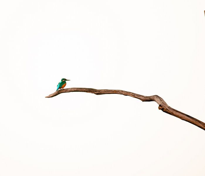 Kingfisher on a branch by Marleen van der Schoot