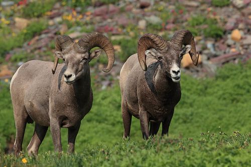 Bighorn Sheep Glacier National Park Montana USA