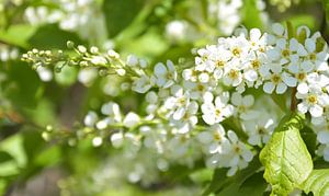 Blüte weiß auf grünem Hintergrund