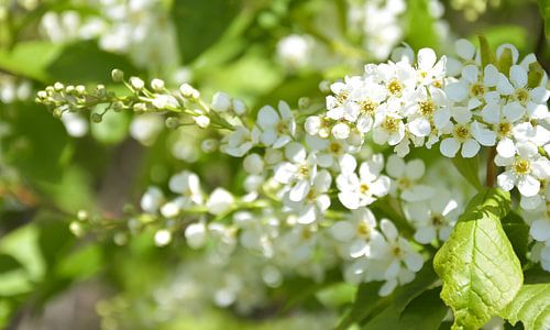 Blüte weiß auf grünem Hintergrund