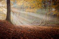 Zonnestralen in nevelig herfstbos van Martin Bredewold thumbnail