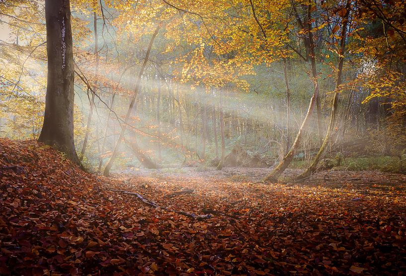 Sonnenstrahlen im nebligen Herbstwald von Martin Bredewold