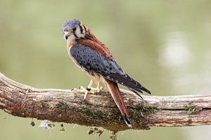 Buntfalke
