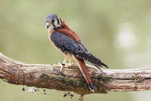 Amerikaanse torenvalk