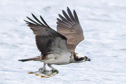 Osprey