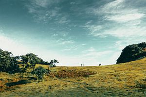 Am Rande des Waldes | Fanal | Madeira | Landschaft