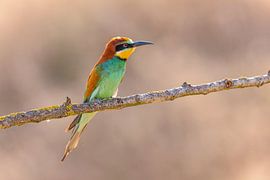 Mangeur d'abeilles, Merops apiaster.