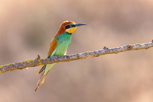 Bijeneter, Merops apiaster.